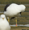 1cy fuscus in August, ringed in Finland. (81365 bytes)